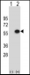 ERGIC3 Antibody (N-term)