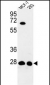 DCI Antibody (C-term)