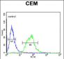 SLC22A6 Antibody (C-Term)