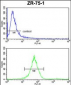 ATP5C1 Antibody (N-term)