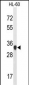 ATP5C1 Antibody (N-term)