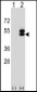 ATXN3 Antibody (Center)