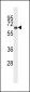 SRC8 Antibody (N-term)