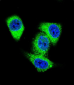 TOP2A Antibody (C-term)