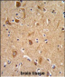 CD49f Antibody (C-term)