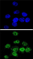 MEF2A Antibody (Center)