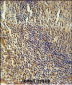 MEF2A Antibody (Center)