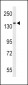 RECK Antibody (Center)