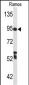 C7 Antibody (Center)