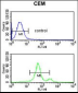 ACCN2 Antibody (C-term)