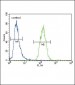 XDH Antibody (N-term)