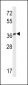 MTNR1A Antibody (Center)