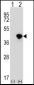 DFFA Antibody (C-term)