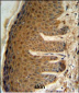 EFTUD2 Antibody (Center)