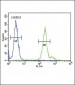 GPM6A Antibody (C-term)