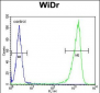 GUSB Antibody (Center)