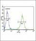 HSD17B12 Antibody (Center)