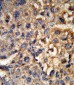 HSD17B12 Antibody (Center)