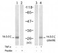 Phospho-YWHAZ-pS58 Antibody