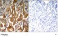 Phospho-ADD1-S726 Antibody