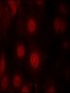 Phospho-AFX-S197 Antibody