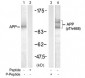 Phospho-APP-T668 Antibody
