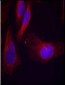 Phospho-C-Cbl-Y770 Antibody