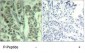 Phospho-C-Cbl-Y770 Antibody