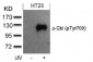 Phospho-C-Cbl-Y770 Antibody