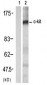 C-Kit Antibody (Y721)