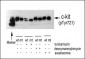 Phospho-C-Kit-Y721 Antibody