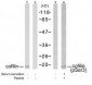 Cofilin  Antibody (S3)