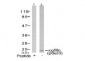 Phospho-Cofilin-S3 Antibody