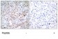 CREB Antibody (S133)