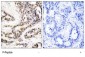 Phospho-CREB-S129 Antibody