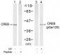 Phospho-CREB-S129 Antibody