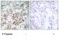 Phospho-CREB-S133 Antibody