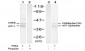 Phospho-CREB-S133 Antibody