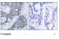 Phospho-EIF4E-S209 Antibody