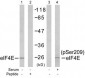 Phospho-EIF4E-S209 Antibody