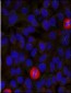 EIF4E  Antibody (S1232)