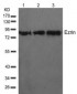 Ezrin Antibody  (T567)