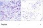 GATA1  Antibody (S142)