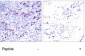 GATA1  Antibody (S142)