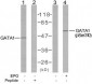 GATA1  Antibody (S310)