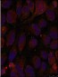 Phospho-GATA1-S142 Antibody