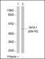 Phospho-GATA1-S142 Antibody