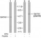 Phospho-GATA1-S310 Antibody