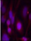 HDAC2  Antibody (S394)