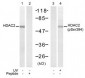 HDAC2  Antibody (S394)